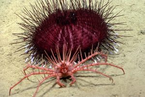 Lithodid king crab finds a spiky urchin. Credit: NOAA OER