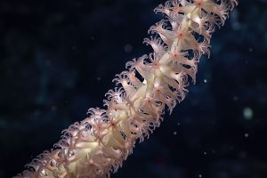 Coral. Credit: NOAA OER