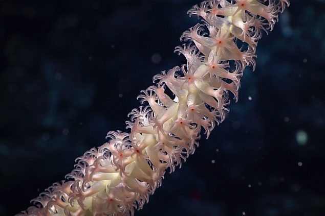 Coral. Credit: NOAA OER