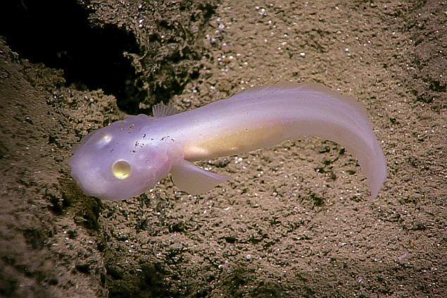 Ghost fish. Credit: NOAA OER