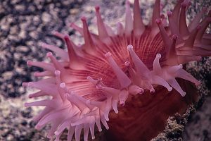 Pink anemone. Credit: NOAA OER