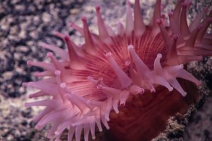 Pink anemone. Credit: NOAA OER