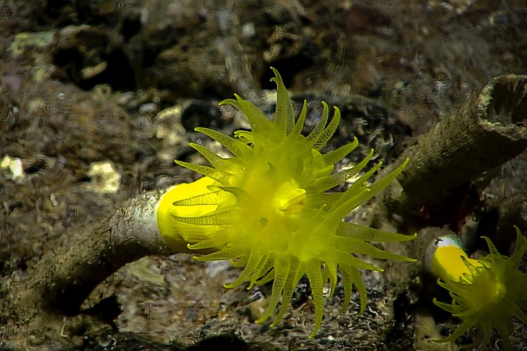 Yellow anemone. Credit: NOAA OER
