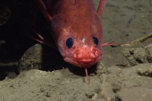 Gaidropsarus peaking out from under a carbonate rock. Credit: NOAA OER