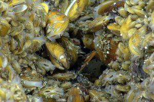 Chemosynthetic mussels. Credit: NOAA OER