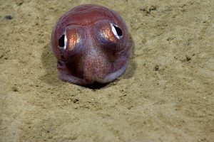 Bobtail squid. Credit: NOAA OER