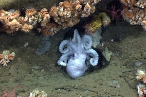 An octopus guards her eggs. Credit: NOAA OER
