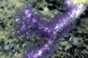 A striking purple coral, Clavularia sp. Credit: NOAA OER