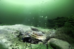 Hot, mineral-rich fluid flows out of a large hydrothermal vent at the bottom of Yellowstone Lake. Credit: GFOE