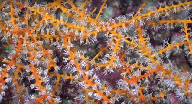Are Corals Animals, Plants, or Rocks? – Global Foundation for Ocean  Exploration