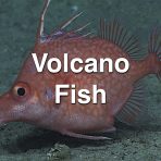 Volcano Fish