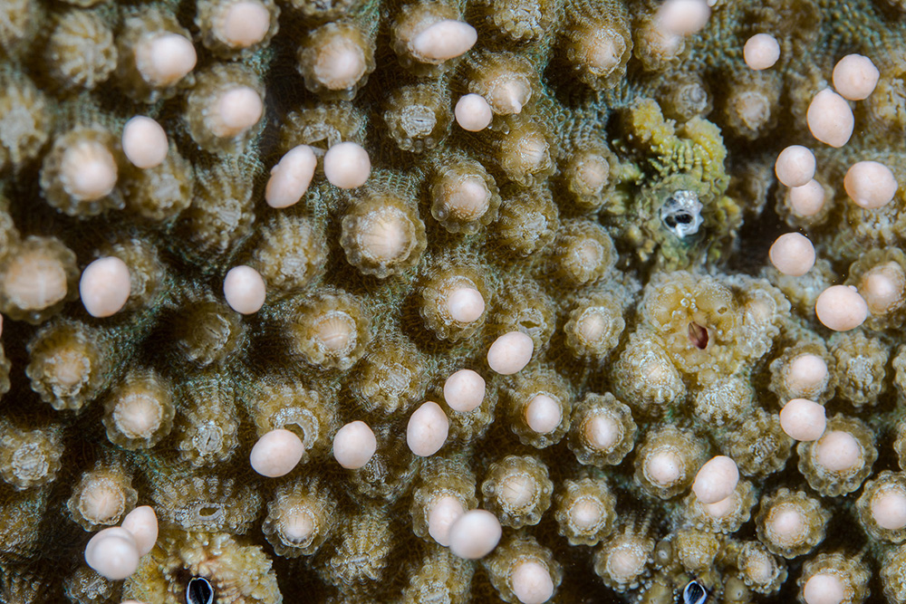 How Do Corals Reproduce? Global Foundation for Ocean Exploration